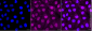 KD-Validated Anti-BAX Rabbit Monoclonal Antibody
